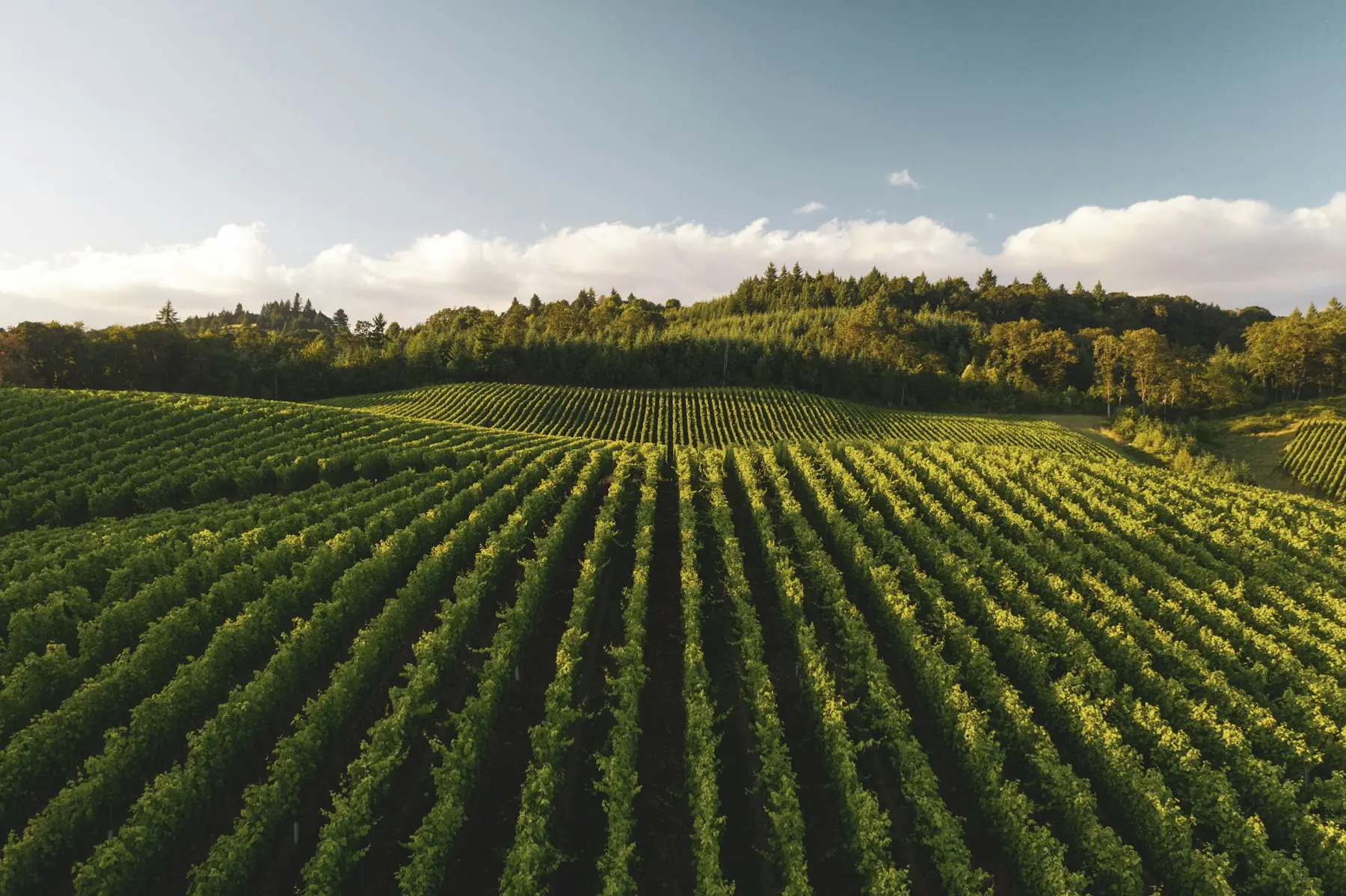 Vinogradi